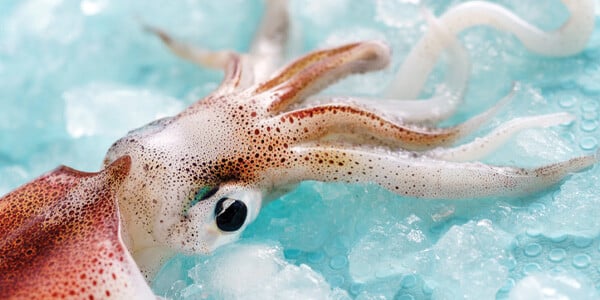 Whole Frozen Squid | The Town Dock